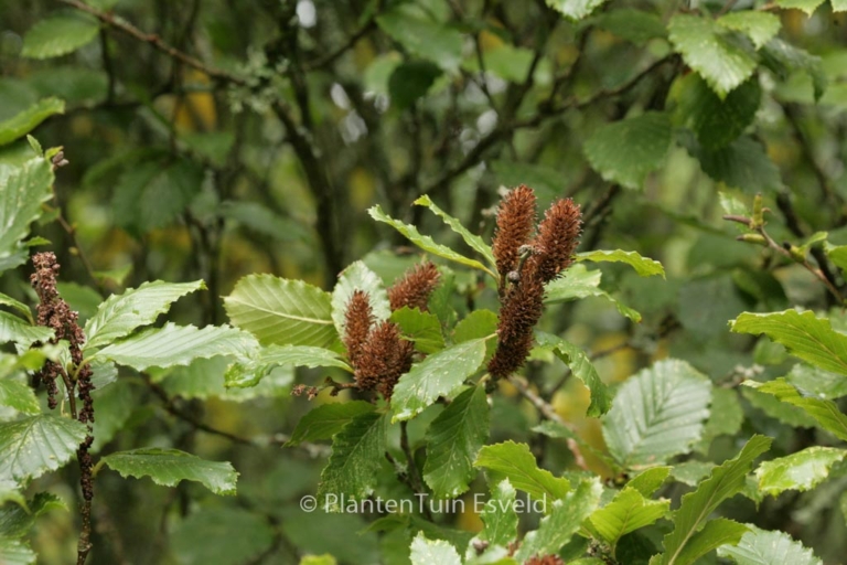 Betula megrelica