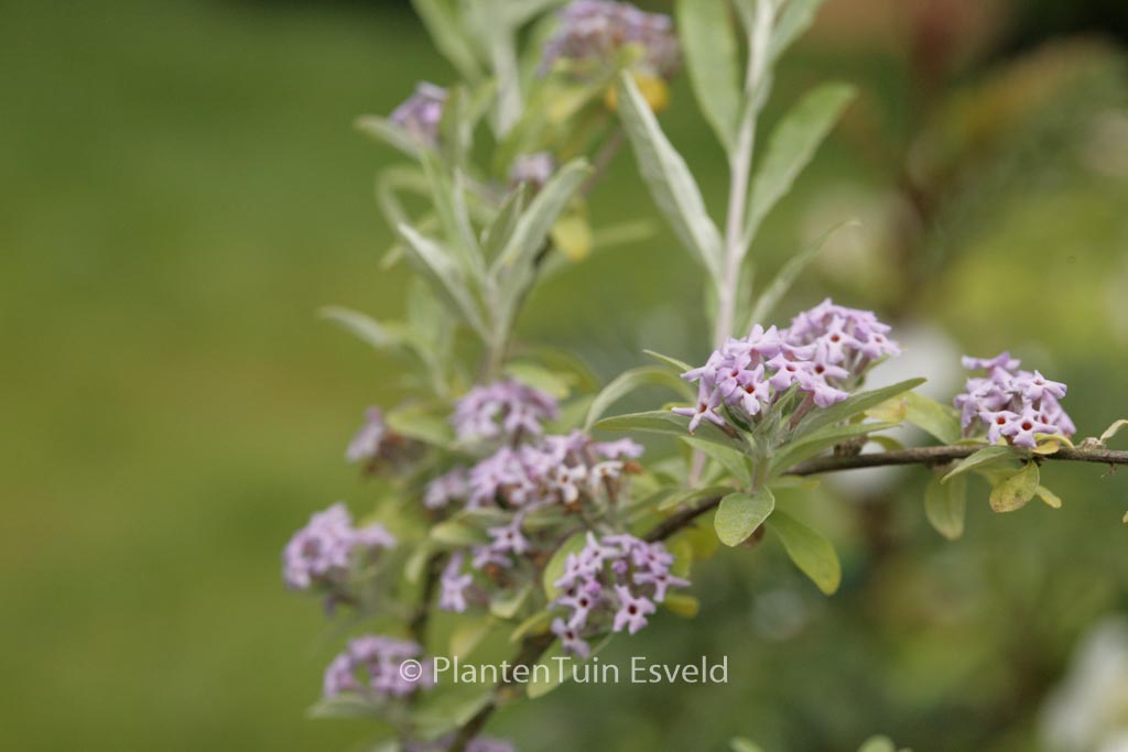 Buddleja alternifolia 'Argentea'