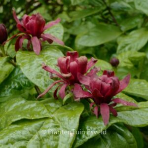 Calycanthus occidentalis