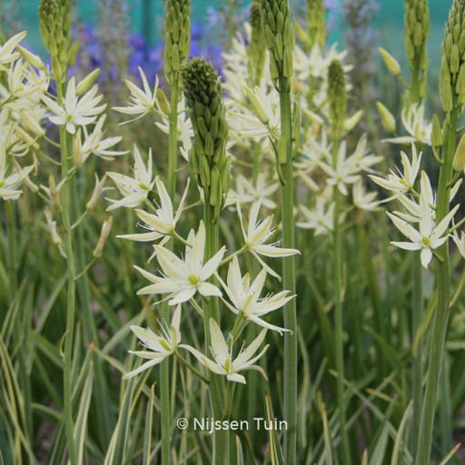 Camassia leichtlinii 'Sacajawea'