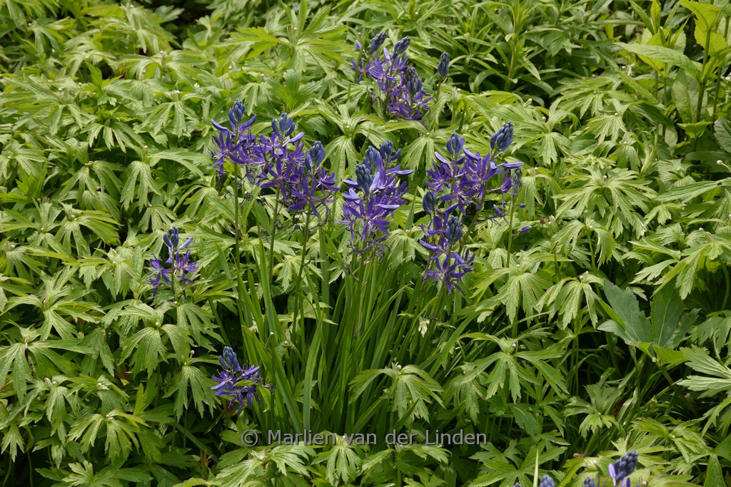 Camassia quamash