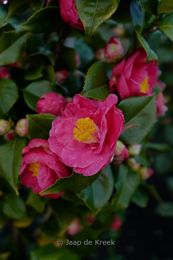 Camellia japonica 'Dr. King'