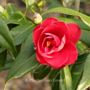 Camellia japonica 'Kuro Delight'