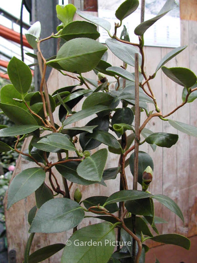 Camellia japonica 'Unryu tsubaki'