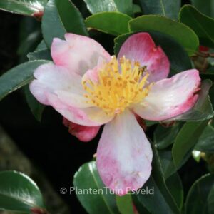 Camellia sasanqua