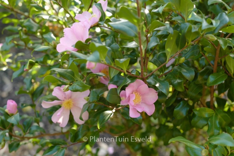 Camellia sasanqua 'Cleopatra'