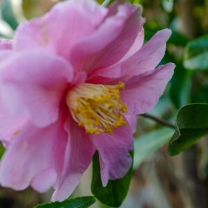 Camellia vernalis 'Egao-kurenai'
