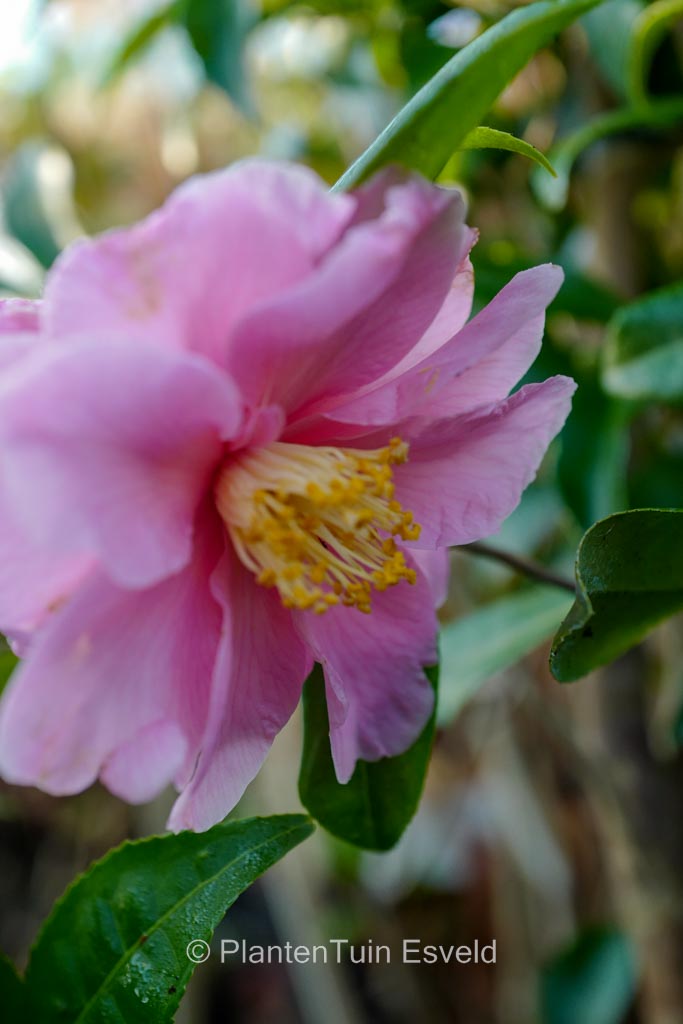 Camellia vernalis 'Egao-kurenai'