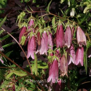 Campanula 'Elizabeth'
