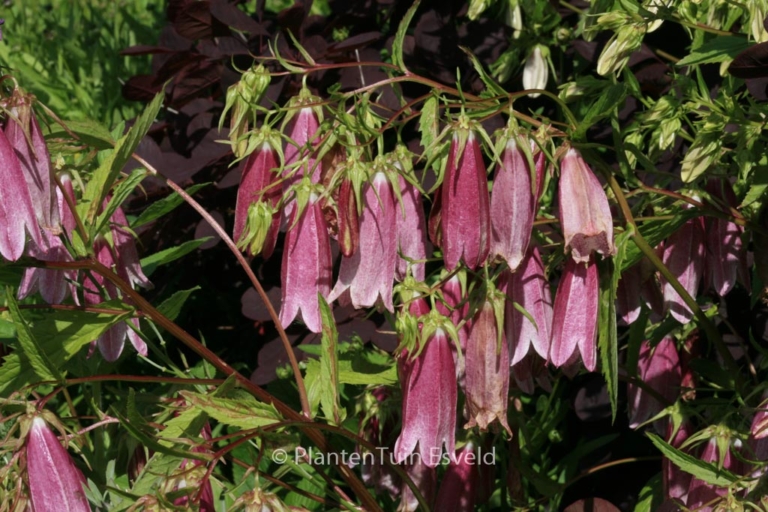 Campanula 'Elizabeth'