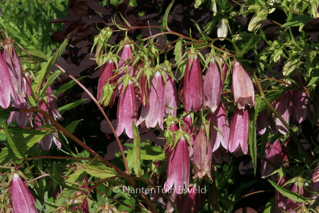 Campanula 'Elizabeth'