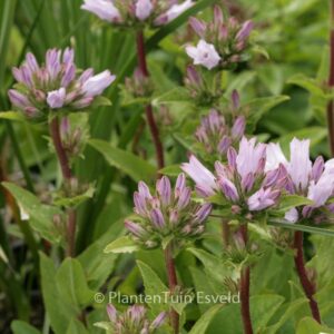Campanula glomerata 'Emerald'