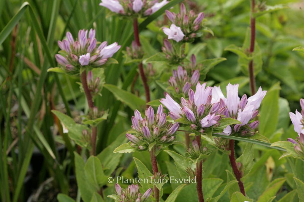 Campanula glomerata 'Emerald'
