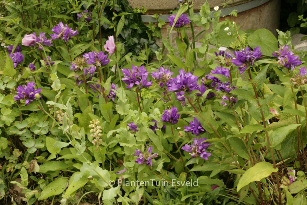 Campanula glomerata 'Superba'