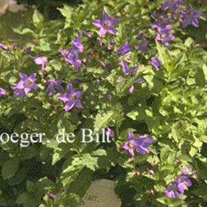 Campanula lactiflora 'Superba'