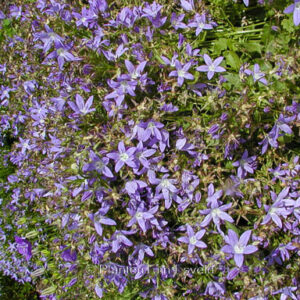 Campanula poscharskyana 'Blauranke'