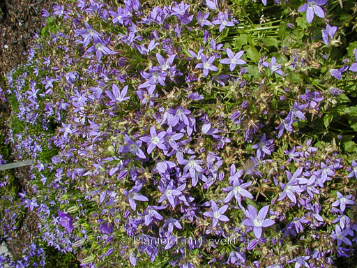 Campanula poscharskyana 'Blauranke'