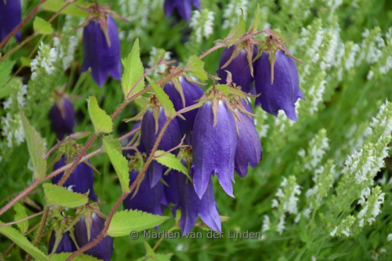 Campanula 'Purple Sensation'