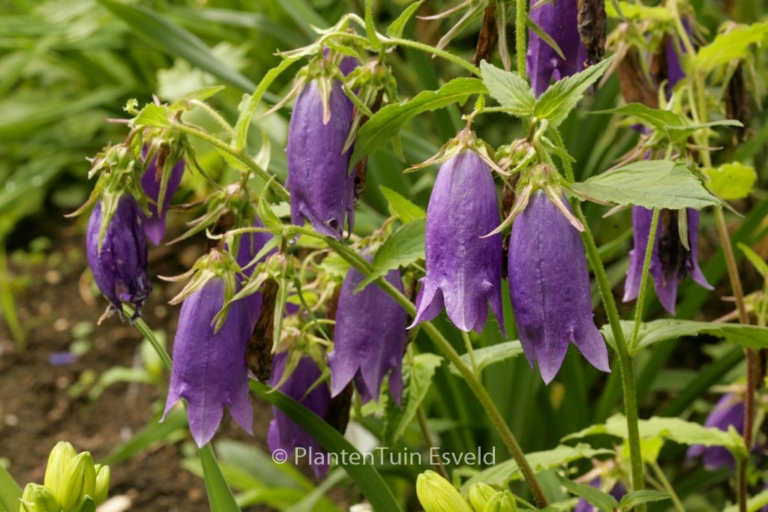 Campanula 'Sarastro'