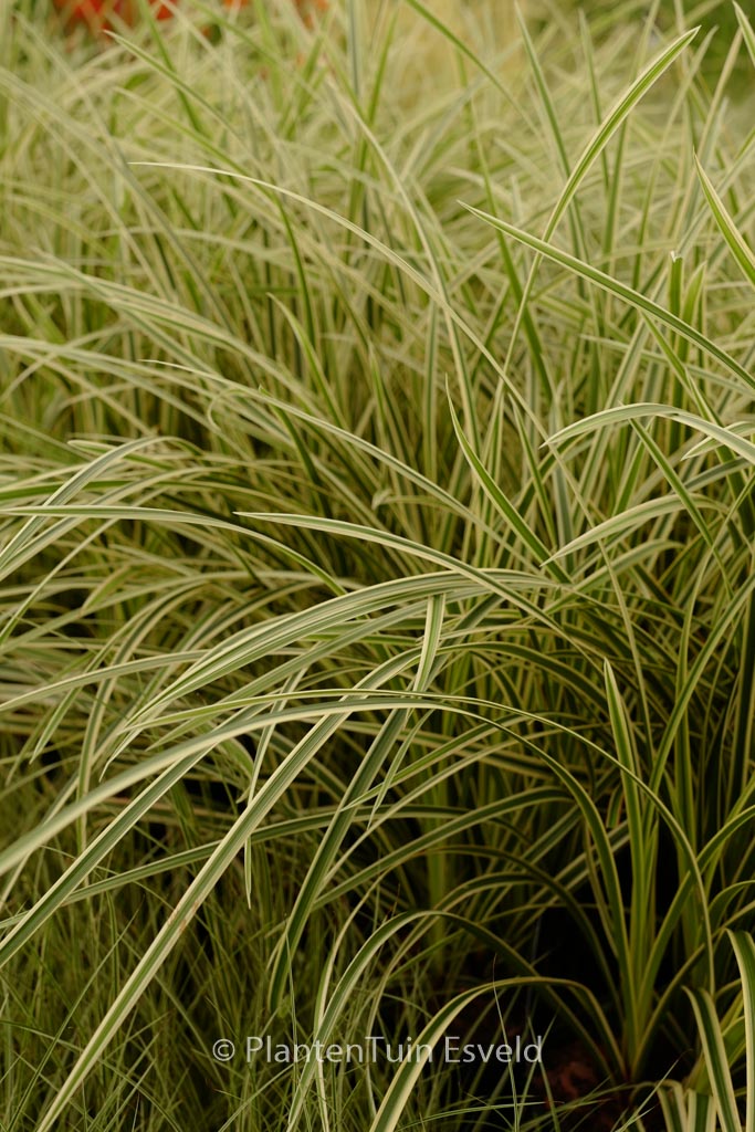 Carex morrowii 'Vanilla Ice'