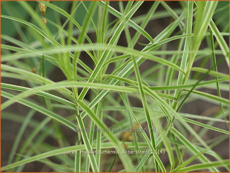 Carex muskingumensis 'Silberstreif'