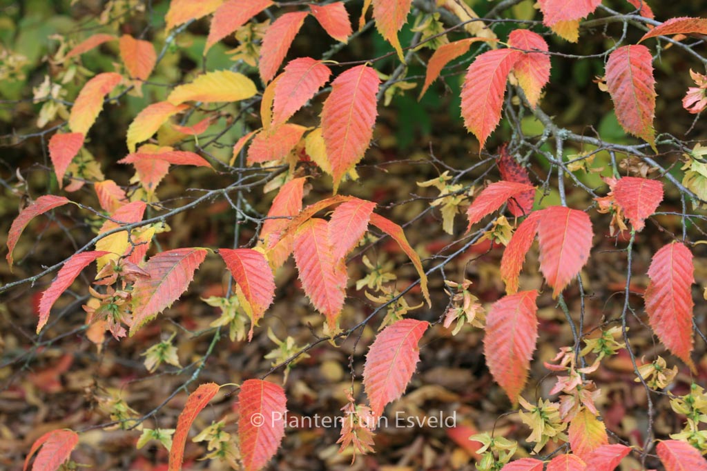 Carpinus caroliniana