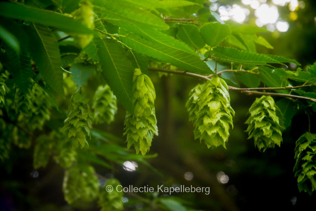 Carpinus japonica 'Chinese Lantern'