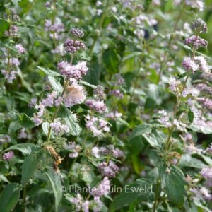 Caryopteris clandonensis 'Lisspin' (PINK PERFECTION)