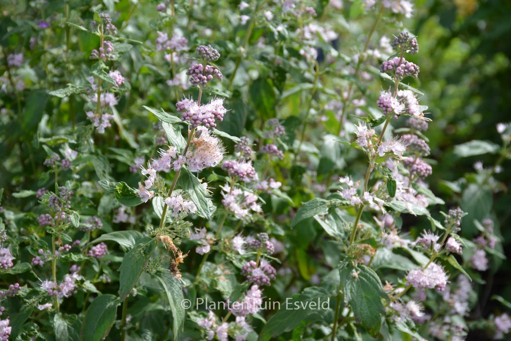 Caryopteris clandonensis 'Lisspin' (PINK PERFECTION)