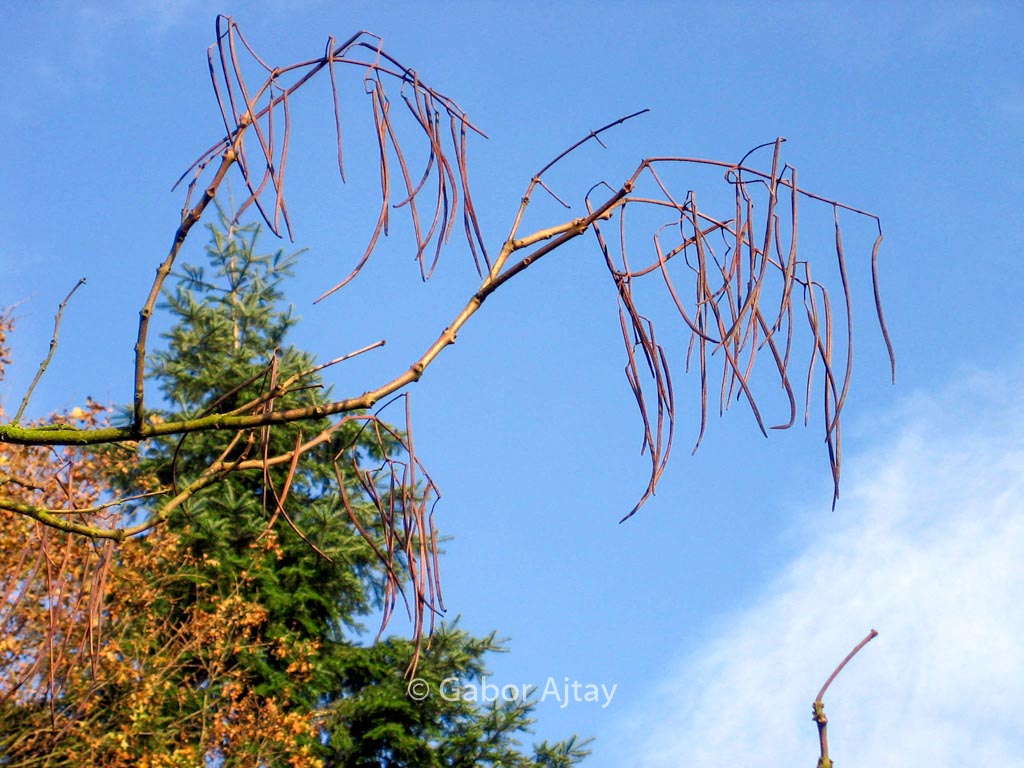 Catalpa bungei
