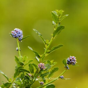 Ceanothus 'Blue Mound'