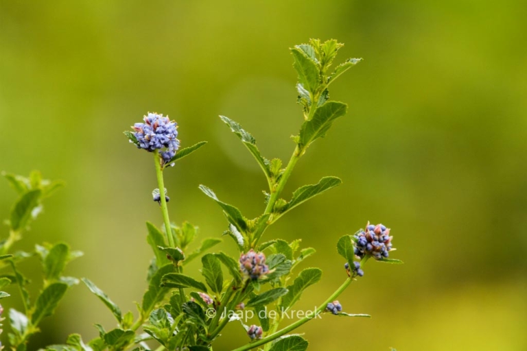 Ceanothus 'Blue Mound'