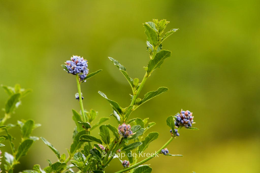 Ceanothus 'Blue Mound'