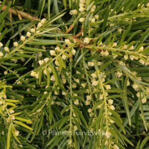 Cephalotaxus sinensis