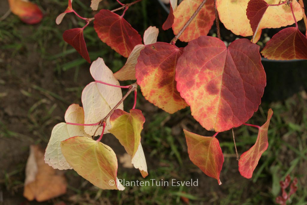 Cercidiphyllum 'JWW4' (GLOWBALL)