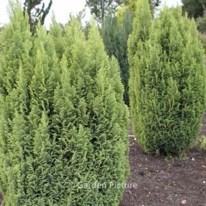 Chamaecyparis lawsoniana 'Ellwood's Gold'