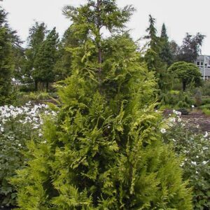 Chamaecyparis lawsoniana 'Ivonne'