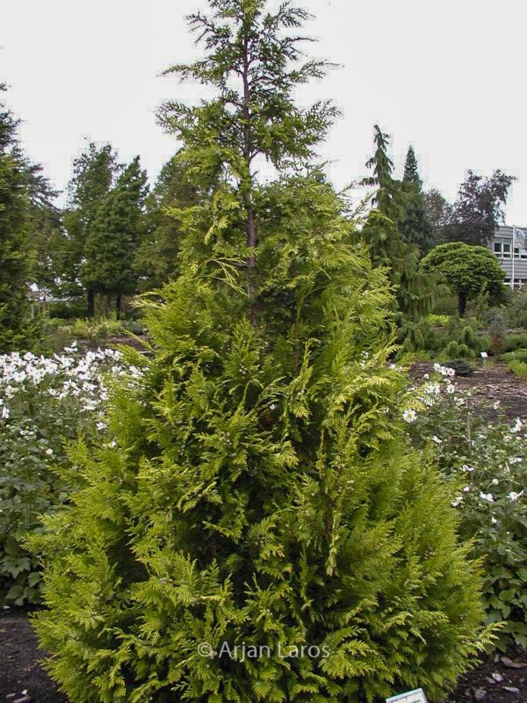 Chamaecyparis lawsoniana 'Ivonne'