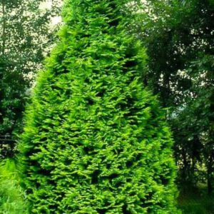 Chamaecyparis lawsoniana 'Stardust'