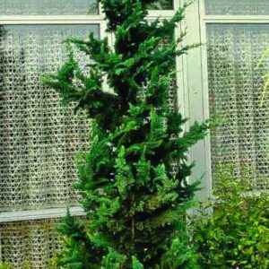 Chamaecyparis lawsoniana 'Wisselii'