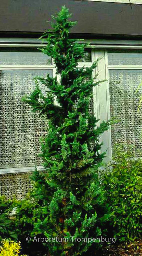Chamaecyparis lawsoniana 'Wisselii'