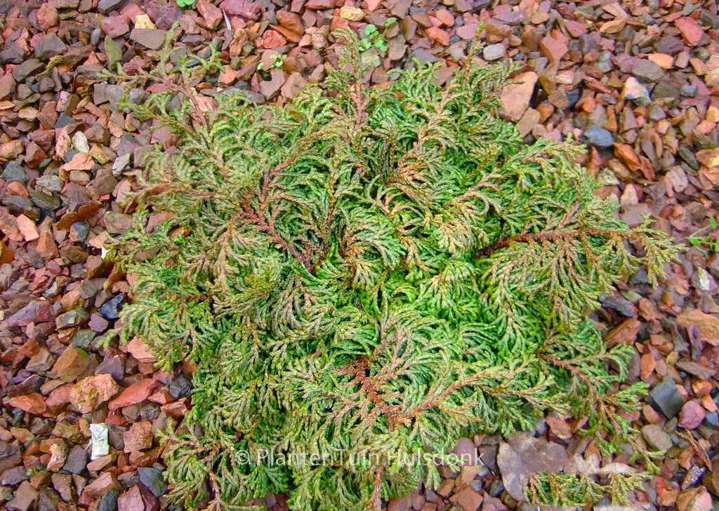 Chamaecyparis obtusa 'Maureen'