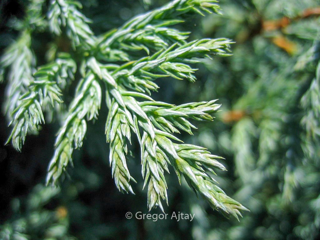 Chamaecyparis pisifera 'Baby Blue'