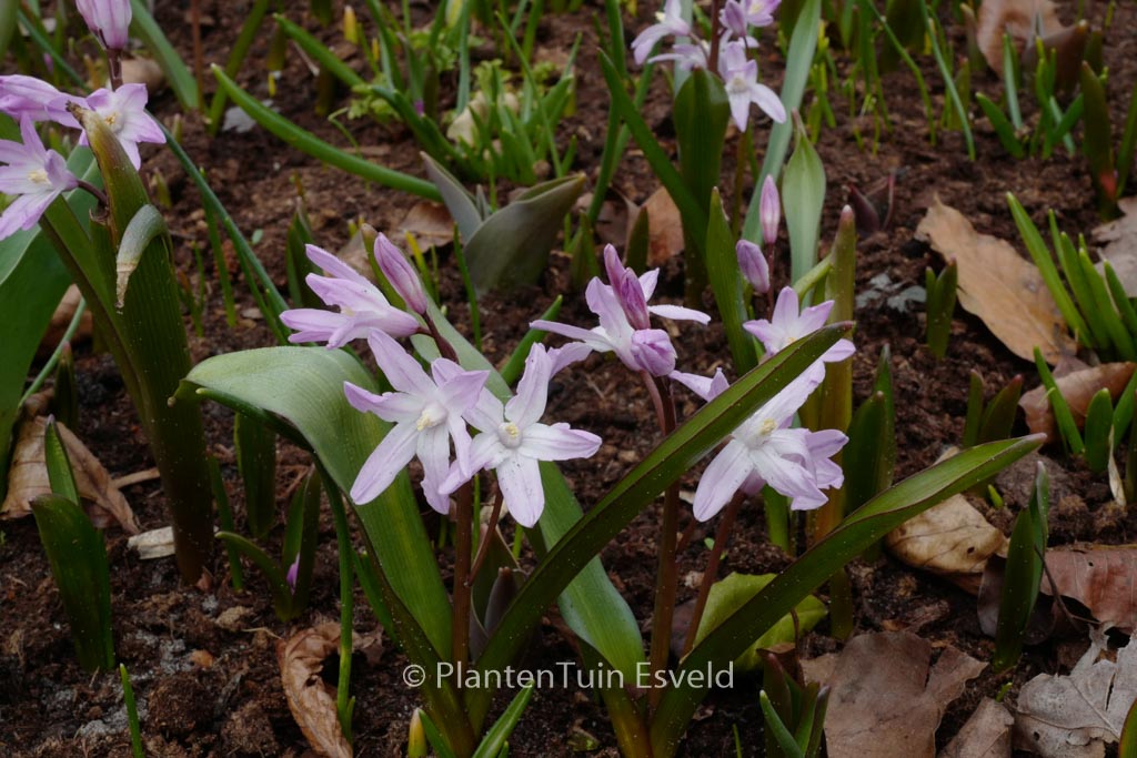 Chionodoxa 'Pink Giant'