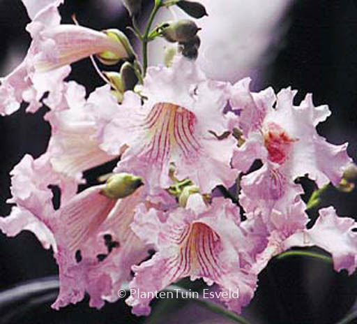 Chitalpa tashkentensis 'Pink Dawn'