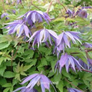 Clematis 'Georg'