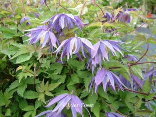 Clematis 'Georg'
