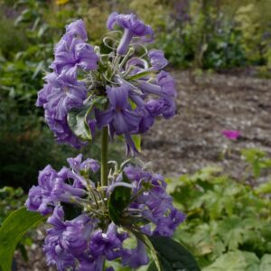 Clematis heracleifolia 'Cassandra'