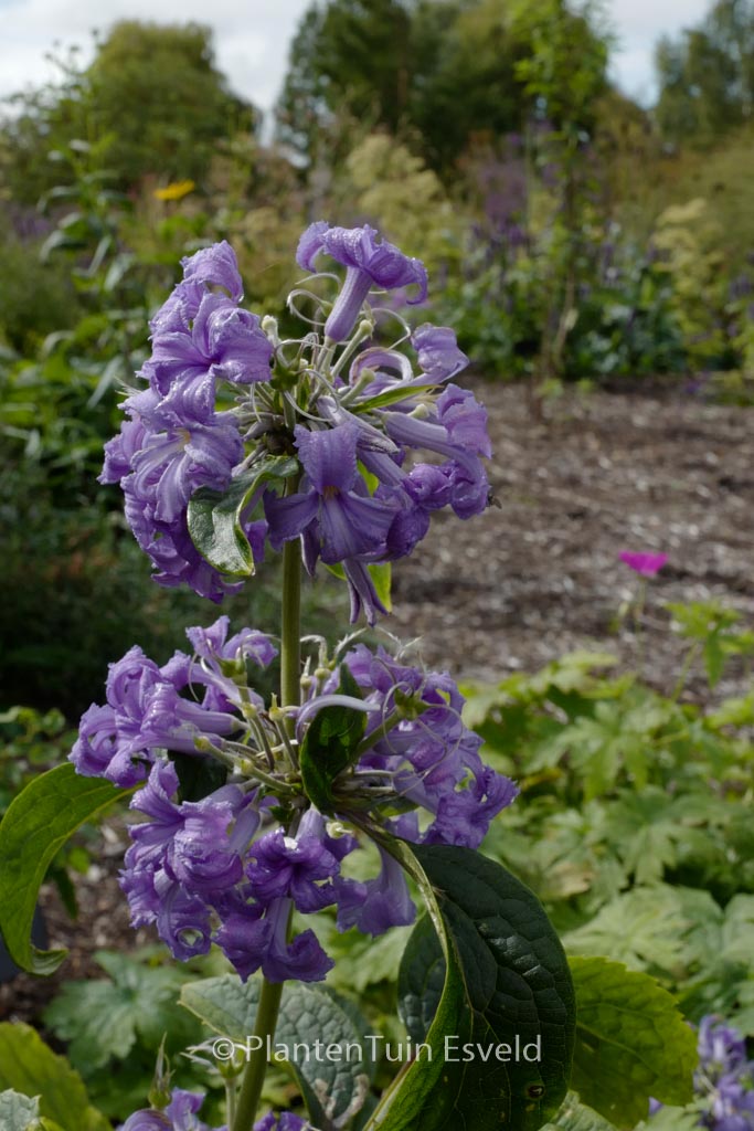 Clematis heracleifolia 'Cassandra'