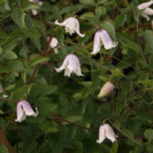 Clematis 'Kaiu'